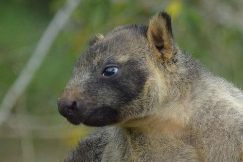 Daintree - Cape Tribulation & Atherton Tablelands Tours From Port Douglas - New Castle Tourism 8