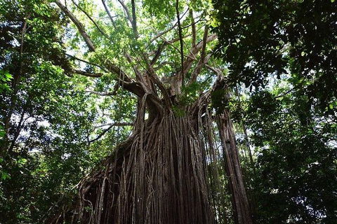 Daintree - Cape Tribulation & Atherton Tablelands Tours From Port Douglas - New Castle Tourism 20