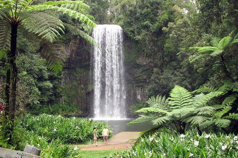 Daintree - Cape Tribulation & Atherton Tablelands Tours From Port Douglas - New Castle Tourism 12
