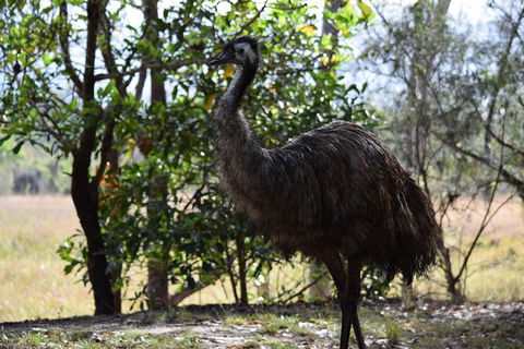 Daintree - Cape Tribulation & Atherton Tablelands Tours From Port Douglas - New Castle Tourism 29