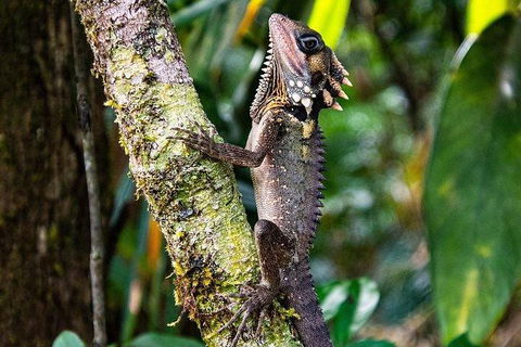Daintree - Cape Tribulation & Atherton Tablelands Tours From Port Douglas - New Castle Tourism 7