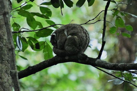 Daintree - Cape Tribulation & Atherton Tablelands Tours From Port Douglas - New Castle Tourism 11