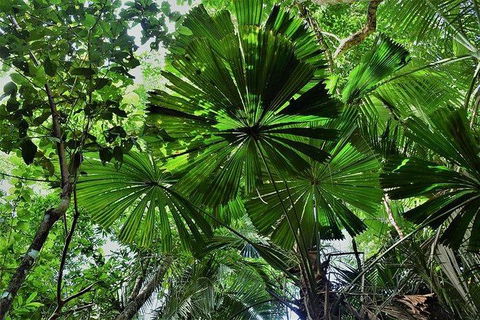 Daintree - Cape Tribulation & Atherton Tablelands Tours From Port Douglas - New Castle Tourism 22