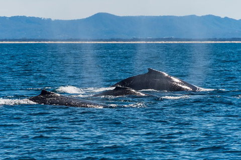 Half-Day Whale Watching And Canal Cruise From Surfers Paradise - New Castle Tourism 4