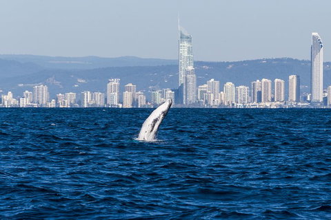 Half-Day Whale Watching And Canal Cruise From Surfers Paradise - New Castle Tourism 8