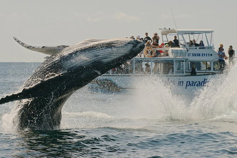 Half-Day Whale Watching And Canal Cruise From Surfers Paradise - New Castle Tourism 3