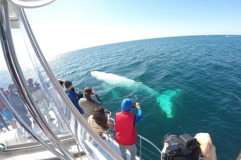 Half-Day Whale Watching And Canal Cruise From Surfers Paradise - New Castle Tourism 6