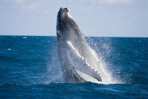 Half-Day Whale Watching And Canal Cruise From Surfers Paradise - New Castle Tourism 5