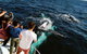 Half-Day Whale Watching And Canal Cruise From Surfers Paradise - thumb 2