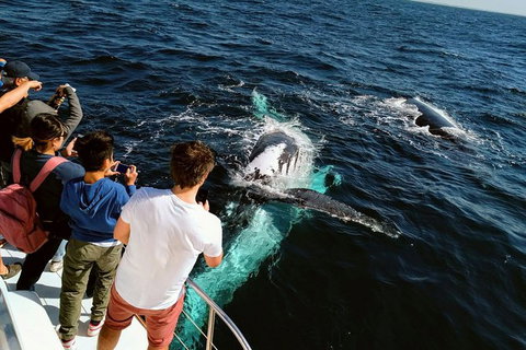 Half-Day Whale Watching And Canal Cruise From Surfers Paradise - New Castle Tourism 2