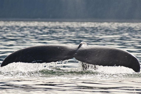 Half-Day Whale Watching And Canal Cruise From Surfers Paradise - New Castle Tourism 7