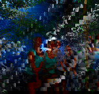 Daintree Rainforest Night Walk from Cape Tribulation - New Castle Tourism