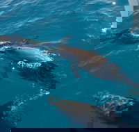 Fraser Island  Dolphin Sailing Adventure - Newcastle Accommodation