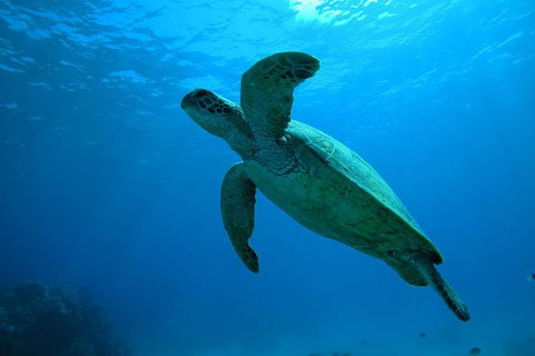 Great Barrier Reef Dive And Snorkel Cruise From Mission Beach - New Castle Tourism 7