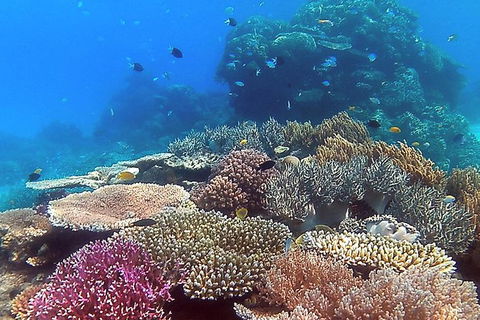 Great Barrier Reef Dive And Snorkel Cruise From Mission Beach - New Castle Tourism 4