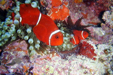 Great Barrier Reef Dive And Snorkel Cruise From Mission Beach - New Castle Tourism 6