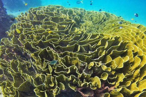 Great Barrier Reef Dive And Snorkel Cruise From Mission Beach - New Castle Tourism 5