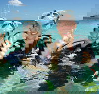 Ocean Spirit Michaelmas Cay Dive and Snorkel Cruise from Palm Cove - Newcastle Accommodation