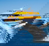 Spirit of Hervey Bay Whale Watching Cruise - Newcastle Accommodation