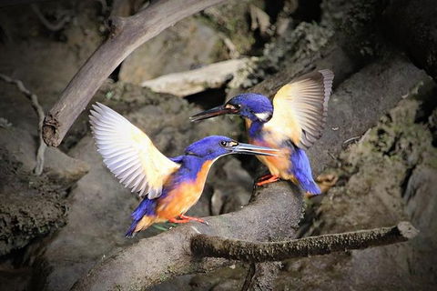 Daintree River Sunset Cruise - Newcastle Accommodation 1
