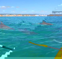 Half-Day Kayak with Dolphins and 4WD Beach Drive from Rainbow Beach - Newcastle Accommodation