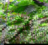 Cape Tribulation Daintree Rainforest and Wildlife Tour - New Castle Tourism