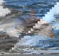 Noosa Oceanrider Scenic Dolphin Safari