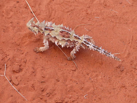 Alice Springs Highlights Half-Day Tour - Newcastle Accommodation 5