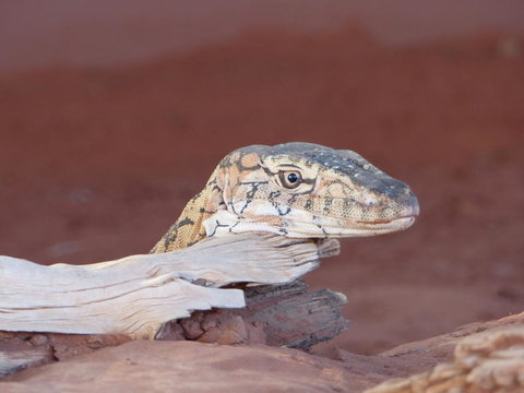 Alice Springs Highlights Half-Day Tour - Newcastle Accommodation 6