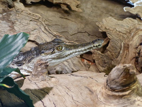 Alice Springs Highlights Half-Day Tour - Newcastle Accommodation 7