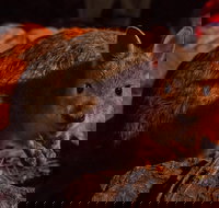 Alice Springs Desert Park Nocturnal Tour - Newcastle Accommodation