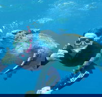 3-Hour Sea Turtle Snorkeling Experience in Byron Bay - New Castle Tourism