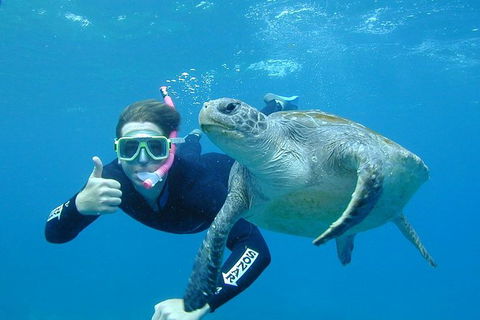 3-Hour Sea Turtle Snorkeling Experience In Byron Bay - New Castle Tourism 0