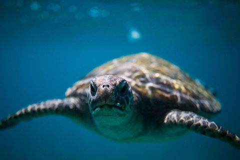 3-Hour Sea Turtle Snorkeling Experience In Byron Bay - New Castle Tourism 1