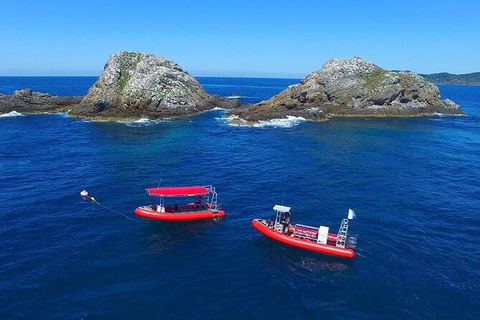 3-Hour Sea Turtle Snorkeling Experience In Byron Bay - New Castle Tourism 8
