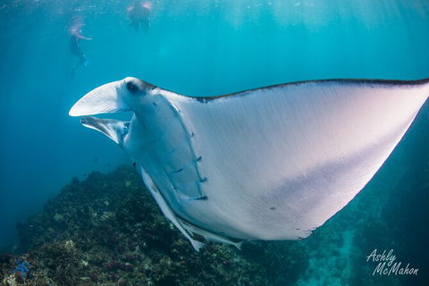 3-Hour Sea Turtle Snorkeling Experience In Byron Bay - New Castle Tourism 11