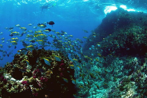3-Hour Sea Turtle Snorkeling Experience In Byron Bay - New Castle Tourism 4