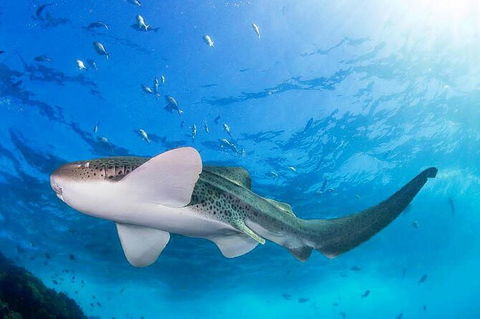 3-Hour Sea Turtle Snorkeling Experience In Byron Bay - New Castle Tourism 3