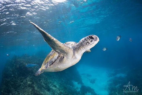 3-Hour Sea Turtle Snorkeling Experience In Byron Bay - New Castle Tourism 6