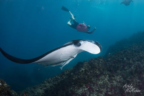 3-Hour Sea Turtle Snorkeling Experience In Byron Bay - New Castle Tourism 10