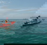 Kayaking with Dolphins in Byron Bay Guided Tour - New Castle Tourism