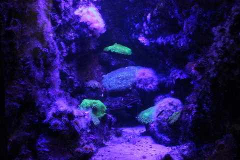 SEA LIFE Sydney Aquarium Entrance Ticket - Newcastle Accommodation 8