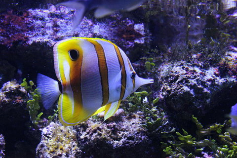 SEA LIFE Sydney Aquarium Entrance Ticket - Newcastle Accommodation 7
