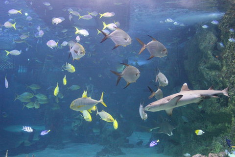 SEA LIFE Sydney Aquarium Entrance Ticket - Newcastle Accommodation 9