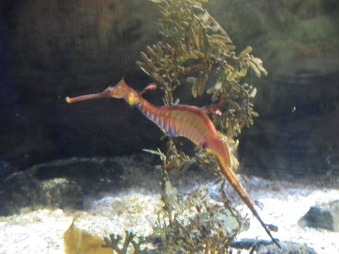 SEA LIFE Sydney Aquarium Entrance Ticket - Newcastle Accommodation 12