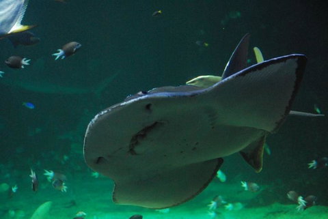 SEA LIFE Sydney Aquarium Entrance Ticket - Newcastle Accommodation 20