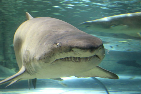 SEA LIFE Sydney Aquarium Entrance Ticket - Newcastle Accommodation 5