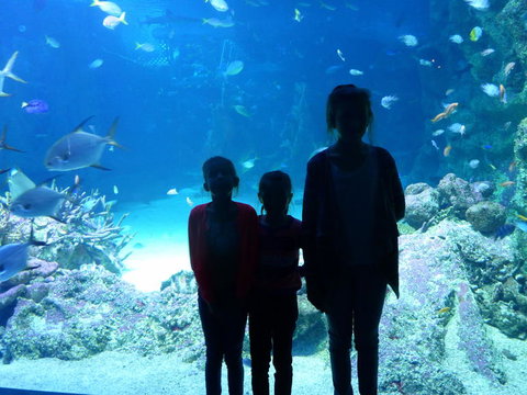 SEA LIFE Sydney Aquarium Entrance Ticket - Newcastle Accommodation 10