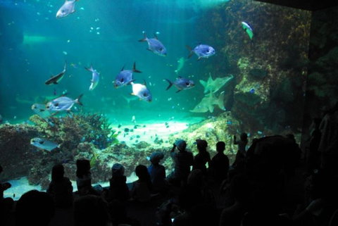 SEA LIFE Sydney Aquarium Entrance Ticket - Newcastle Accommodation 21