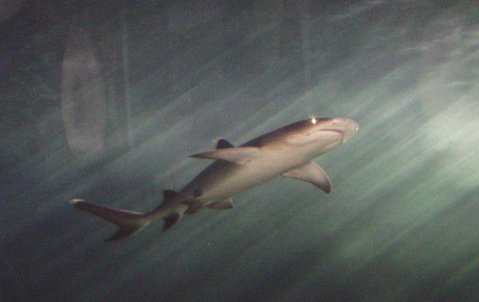 SEA LIFE Sydney Aquarium Entrance Ticket - Newcastle Accommodation 17